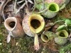 pitcher-plants-nephentis